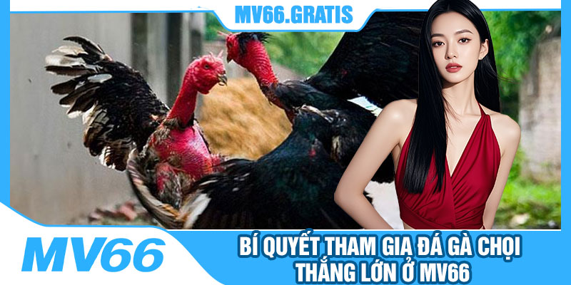 Bí Quyết Tham Gia Đá Gà Chọi Thắng Lớn Ở MV66