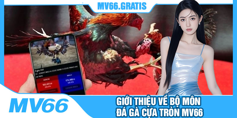 Giới Thiệu Về Bộ Môn Đá Gà Cựa Tròn MV66